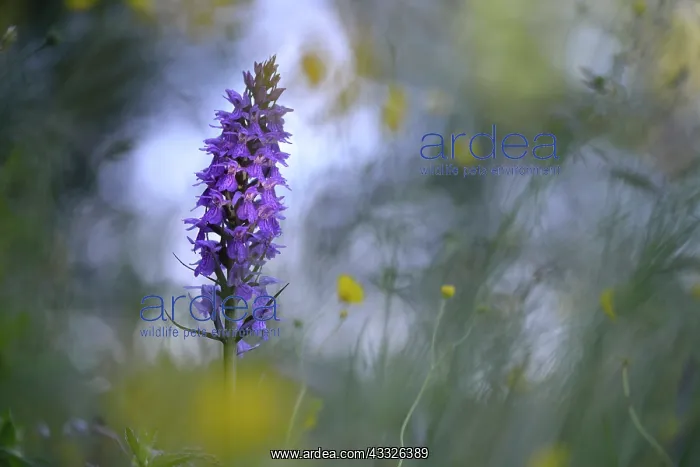 : Leopard Marsh Orchid : Leopard Marsh Orchid