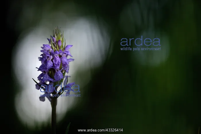 : Leopard Marsh Orchid : Leopard Marsh Orchid