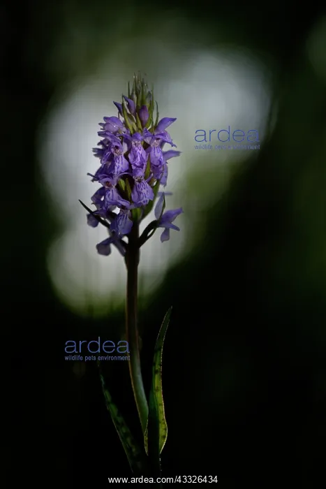 : Leopard Marsh Orchid : Leopard Marsh Orchid