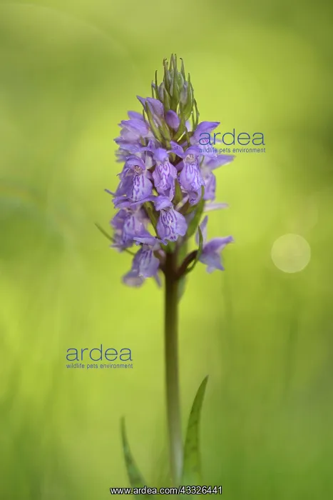 : Leopard Marsh Orchid : Leopard Marsh Orchid