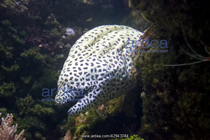 : Leopard moray eel : Leopard moray eel
