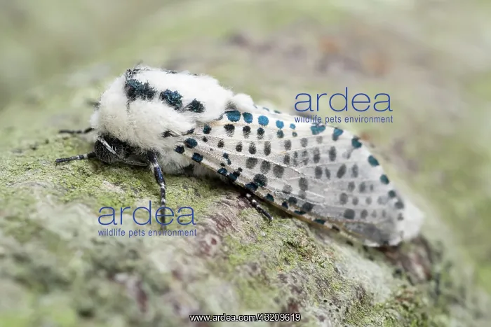 : Leopard Moth - Norfolk UK : Leopard Moth - Norfolk UK