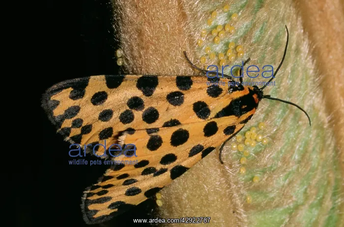 : Leopard Moth - ovipositing (depositing of eggs) : Leopard Moth - ovipositing (depositing of eggs)