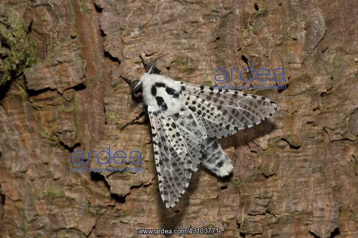 : Leopard Moth (Zeuzera pyrina). Kv nrkeby mose, Denmark : Leopard Moth (Zeuzera pyrina). Kv nrkeby mose, Denmark