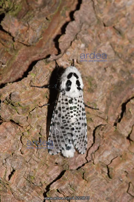  : Leopard Moth (Zeuzera pyrina). Kv nrkeby mose, Denmark