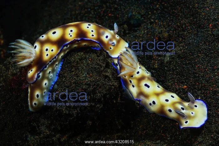 : Leopard Nudibranch (Risbecia tryoni), animal pair : Leopard Nudibranch (Risbecia tryoni), animal pair