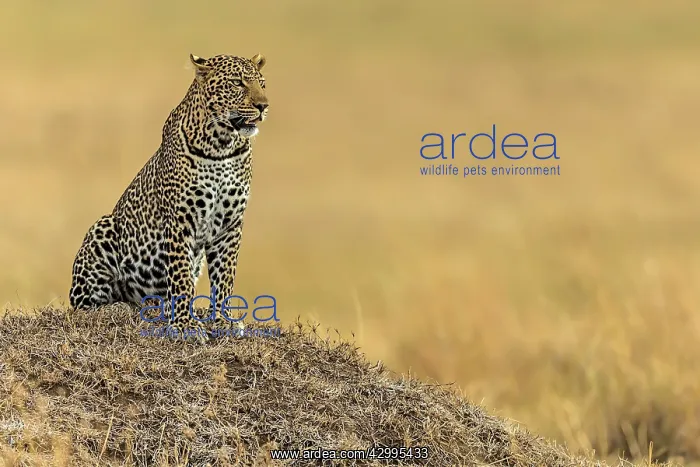 : Leopard observing the plains from an anthill : Leopard observing the plains from an anthill