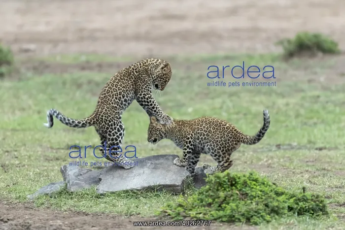 : Leopard (Panthera pardus), 4 / 5 month olds playing : Leopard (Panthera pardus), 4 / 5 month olds playing