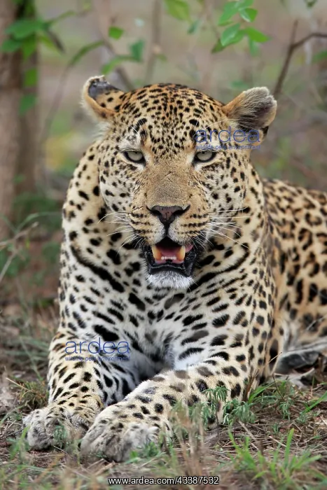 : Leopard (Panthera pardus), adult, portrait, lying, o : Leopard (Panthera pardus), adult, portrait, lying, o