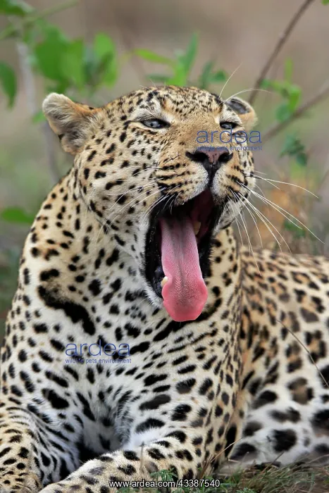 : Leopard (Panthera pardus), adult, portrait, yawning, l : Leopard (Panthera pardus), adult, portrait, yawning, l