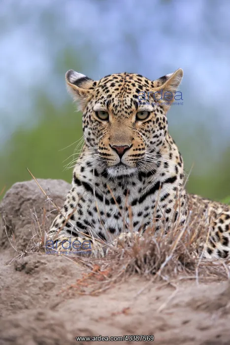 : Leopard (Panthera pardus), adult, observed, alert, p : Leopard (Panthera pardus), adult, observed, alert, p