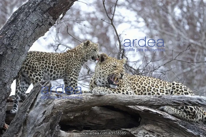 : Leopard (Panthera pardus) adult with cub lying on a tree : Leopard (Panthera pardus) adult with cub lying on a tree