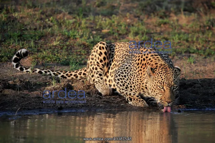 : Leopard (Panthera pardus), adult, drinking, at the w : Leopard (Panthera pardus), adult, drinking, at the w