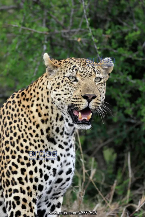 : Leopard (Panthera pardus), adult, portrait, Sabi S : Leopard (Panthera pardus), adult, portrait, Sabi S