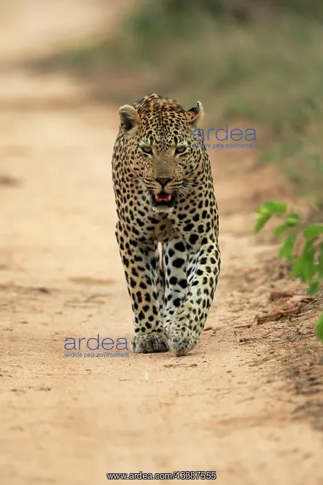 : Leopard (Panthera pardus), adult, running, Sabi S : Leopard (Panthera pardus), adult, running, Sabi S