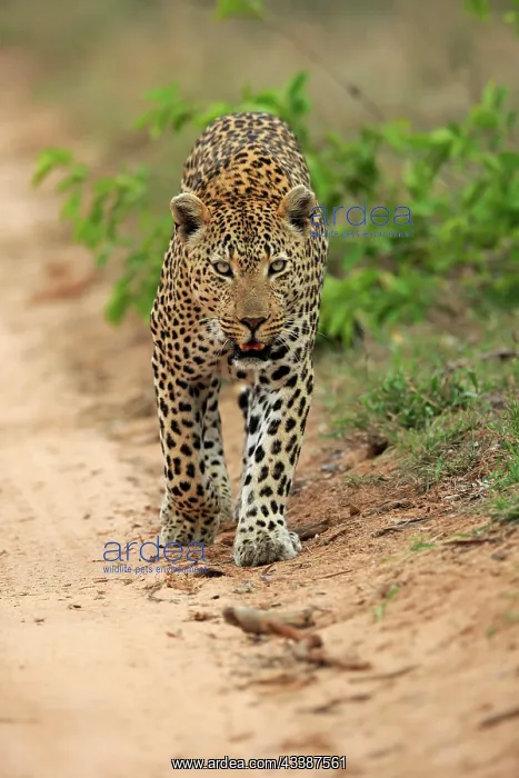 : Leopard (Panthera pardus), adult, running, Sabi S : Leopard (Panthera pardus), adult, running, Sabi S
