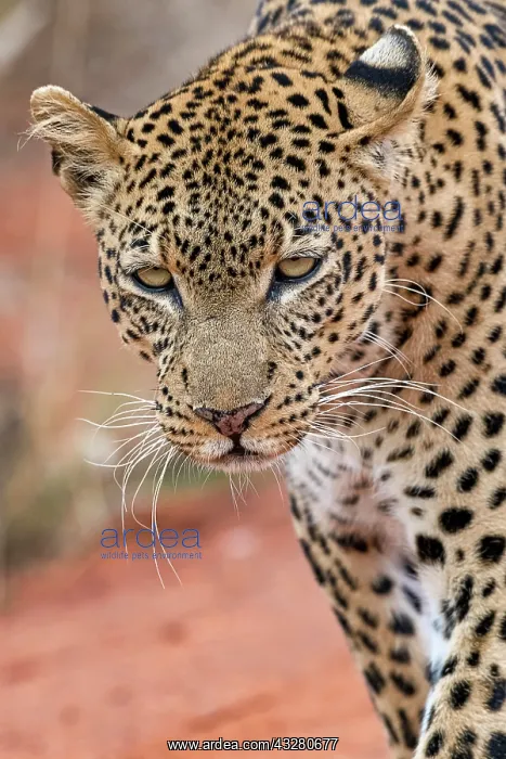  : Leopard (Panthera pardus), animal portrait, Tsavo