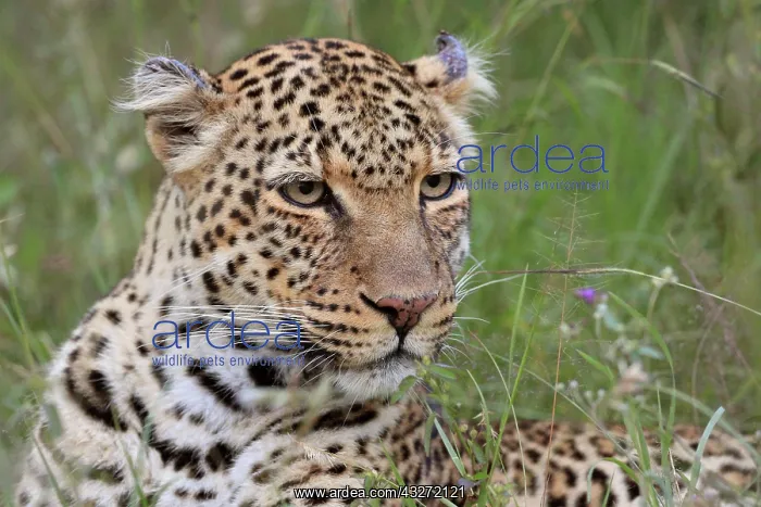 : Leopard (Panthera pardus), big cat, portrait, Masai : Leopard (Panthera pardus), big cat, portrait, Masai