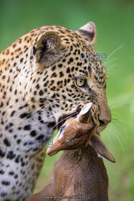 : Leopard (Panthera pardus) with captured Kirk's : Leopard (Panthera pardus) with captured Kirk's