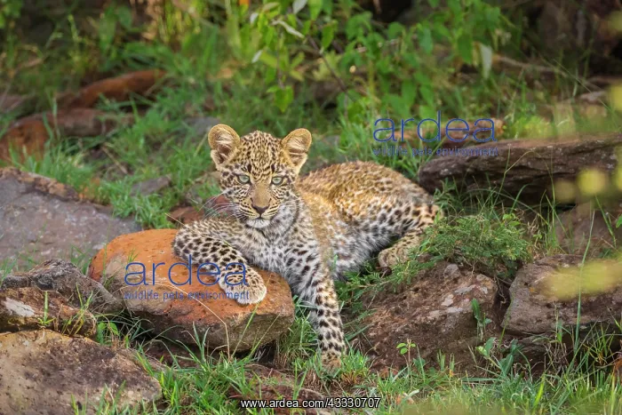: Leopard (Panthera pardus) cub, Masai Mara National : Leopard (Panthera pardus) cub, Masai Mara National
