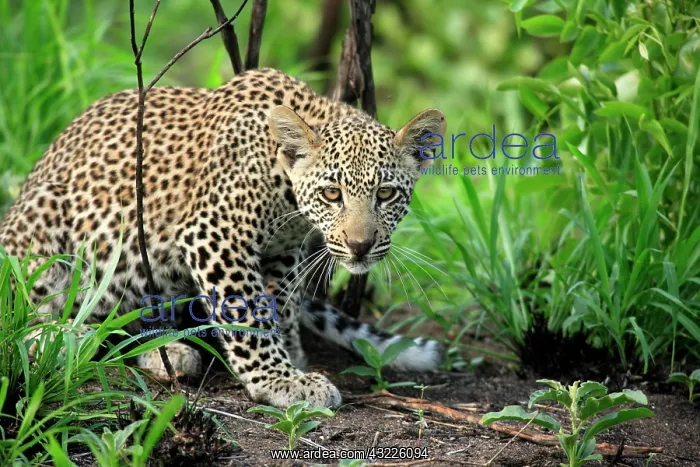 : Leopard (Panthera pardus), cub, Sabisabi Private : Leopard (Panthera pardus), cub, Sabisabi Private