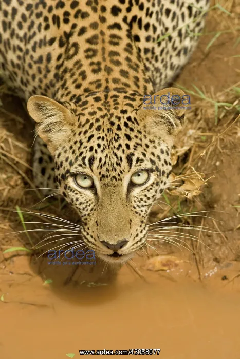 : Leopard, Panthera pardus, drinking from : Leopard, Panthera pardus, drinking from