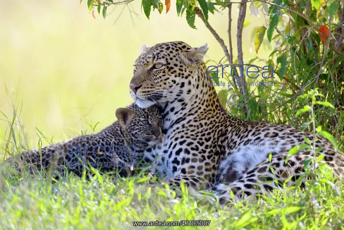 : Leopard (Panthera pardus), female cuddling with : Leopard (Panthera pardus), female cuddling with