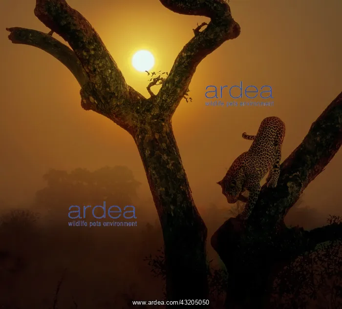 : Leopard (Panthera pardus) going down a tree at sunset : Leopard (Panthera pardus) going down a tree at sunset