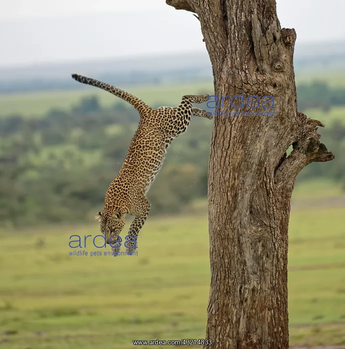 : Leopard (Panthera pardus) jumps from a tree, Massai : Leopard (Panthera pardus) jumps from a tree, Massai