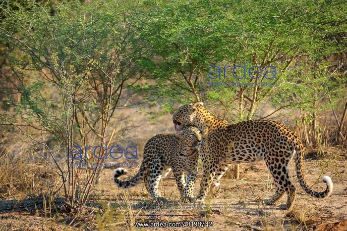: Leopard (Panthera pardus) juvenile (cub) being groomed : Leopard (Panthera pardus) juvenile (cub) being groomed