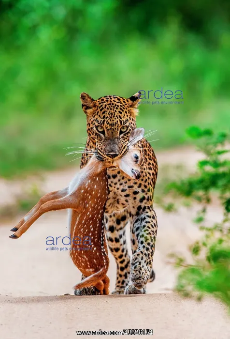  : Leopard (Panthera pardus kotiya) with prey. Very