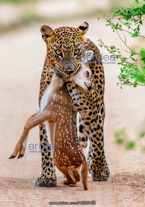 : Leopard (Panthera pardus kotiya) with prey. Very : Leopard (Panthera pardus kotiya) with prey. Very