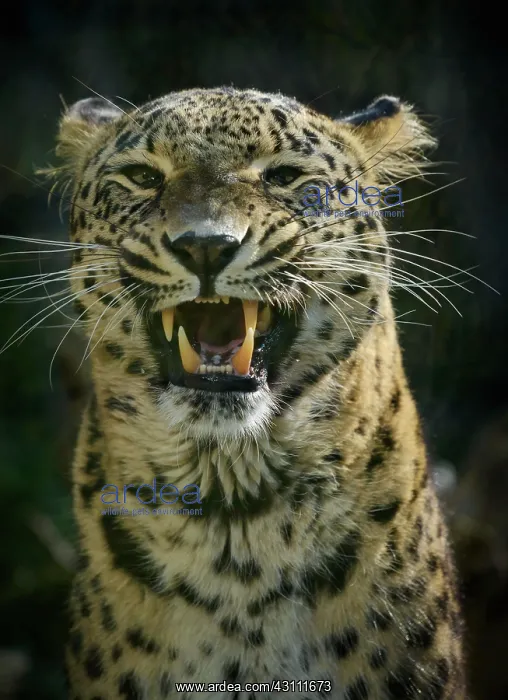 : Leopard (Panthera pardus), male, hissing, captive : Leopard (Panthera pardus), male, hissing, captive