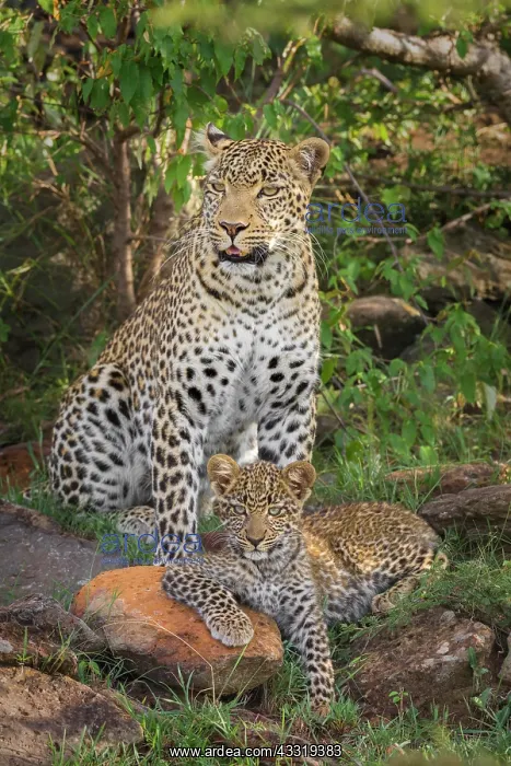 : Leopard (Panthera pardus) mother animal with cub : Leopard (Panthera pardus) mother animal with cub