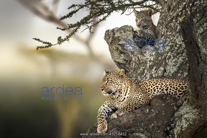 : Leopard (Panthera pardus), mother and baby resting : Leopard (Panthera pardus), mother and baby resting