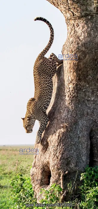 : Leopard (Panthera pardus pardus) is jumping from : Leopard (Panthera pardus pardus) is jumping from