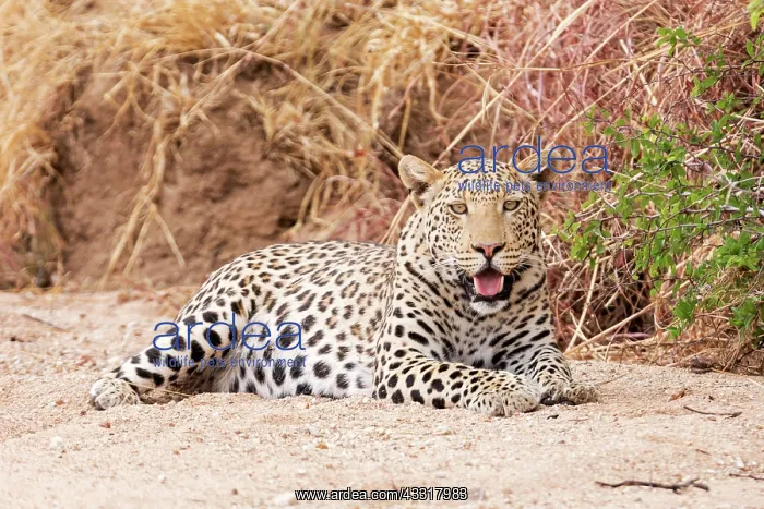 : Leopard (Panthera pardus) resting, Etosha National : Leopard (Panthera pardus) resting, Etosha National