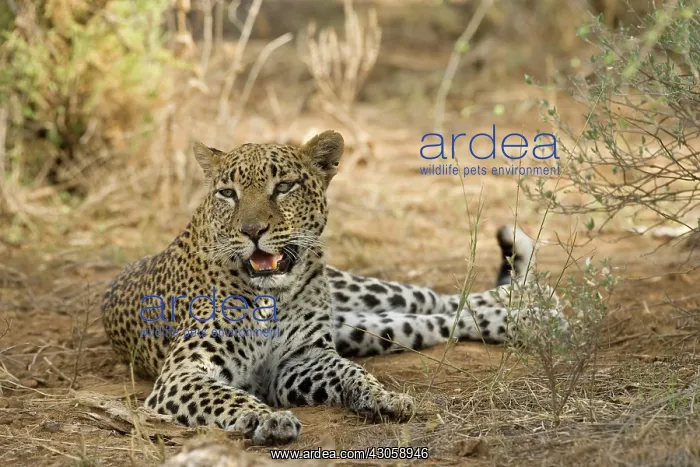 : Leopard, Panthera pardus, resting in shade : Leopard, Panthera pardus, resting in shade