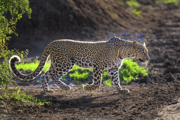 : Leopard (Panthera pardus), running, Masai Mara National : Leopard (Panthera pardus), running, Masai Mara National