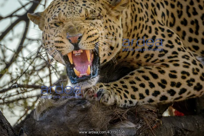 : Leopard (Panthera pardus) snarling while feeding : Leopard (Panthera pardus) snarling while feeding