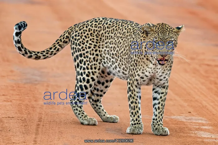 : Leopard (Panthera pardus) stands on sand track and : Leopard (Panthera pardus) stands on sand track and