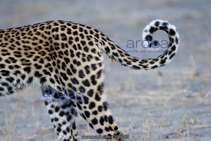 : Leopard (Panthera pardus) tail, Botswana : Leopard (Panthera pardus) tail, Botswana