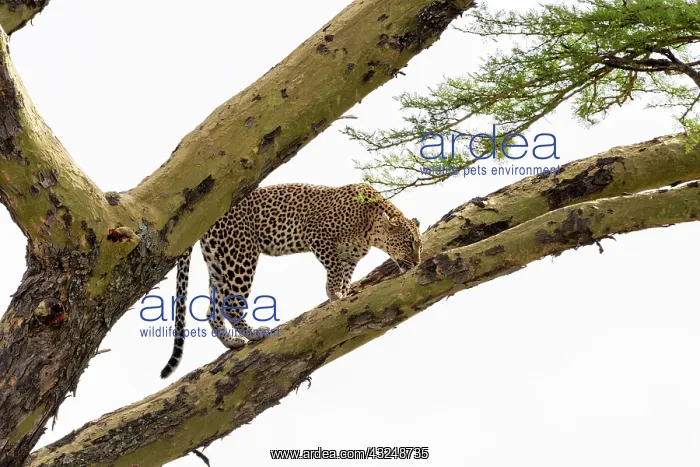 : Leopard (Panthera pardus) on a tree, Seronera, Serengeti : Leopard (Panthera pardus) on a tree, Seronera, Serengeti