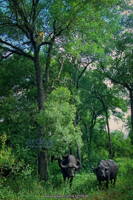 : Leopard. Panthera pardus. In tree after being chased : Leopard. Panthera pardus. In tree after being chased