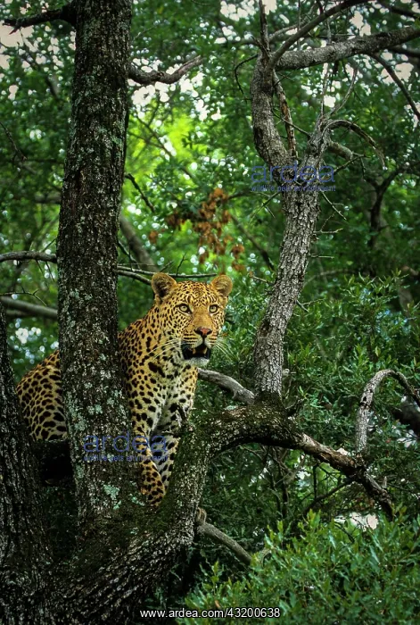 : Leopard. (Panthera pardus). In Tree. MalaMala Game : Leopard. (Panthera pardus). In Tree. MalaMala Game