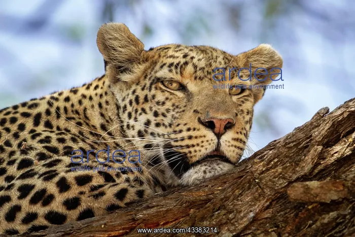 : Leopard (Panthera pardus) front view portrait of : Leopard (Panthera pardus) front view portrait of