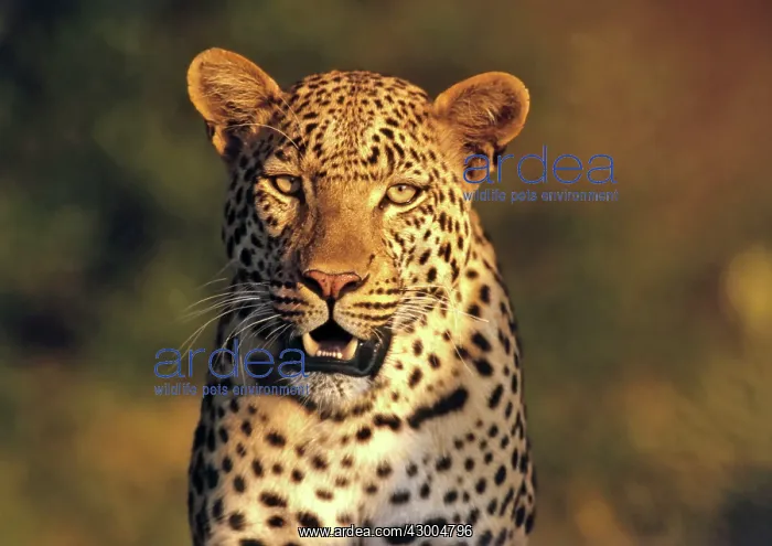 : Leopard portrait of female at dusk : Leopard portrait of female at dusk