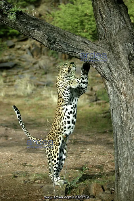 : Leopard - reaching up tree : Leopard - reaching up tree