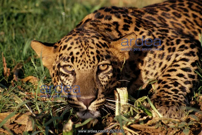 : LEOPARD - ready to pounce : LEOPARD - ready to pounce