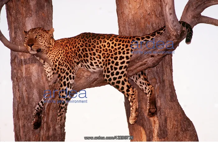 : LEOPARD - relaxing in tree : LEOPARD - relaxing in tree